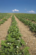 Foto: Blühendes Erdbeerfeld im Frühjahr Blühendes Erdbeerfeld im Frühjahr