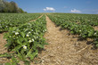 Foto: Blühendes Erdbeerfeld im Frühjahr Blühendes Erdbeerfeld im Frühjahr