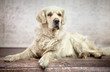 Great photo of white friendly dog