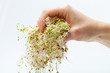 Fresh alfalfa sprouts isolated on white background