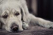 Sad dog waiting for busy master