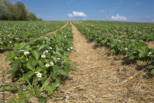Photo: Blühendes Erdbeerfeld im Frühjahr Blühendes Erdbeerfeld im Frühjahr