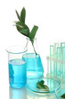 test-tubes and leaves tested in petri dishes  isolated on white