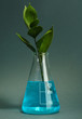 branch with green leaves in test-tube on grey background