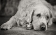 Laying white retriever with sad eyes