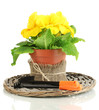Beautiful yellow primula in flowerpot, isolated on white