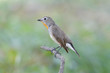 Red-breasted Flycatcher Taiga Flycatcher Ficedula parva male