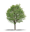 Arbre sur fond blanc 