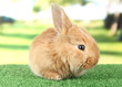 Photo: Fluffy foxy rabbit on grass in park Fluffy foxy rabbit on grass in park