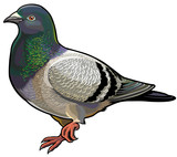 grey pigeon