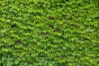 ivy wall background