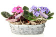 Bright saintpaulias in basket, isolated on white