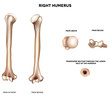 Anatomy of humerus. Medical illustration.