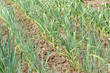 Organic garlic and onion