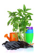 Pepper seedlings with garden tools isolated on white