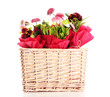 Beautiful spring flowers in basket isolated on white