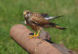Common kestrel preparing to fly
