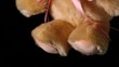 Cute teddy bear falling on black background close up