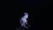 White smoke rising on black background