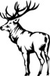 elk