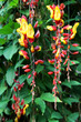 Foto: Himmelsblume Thunbergia Himmelsblume Thunbergia
