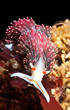Aquatic snail