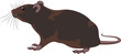 rat, rodent
