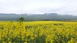 Video: Rapeseed Field Rapeseed Field
