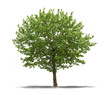 Arbre sur fond blanc 