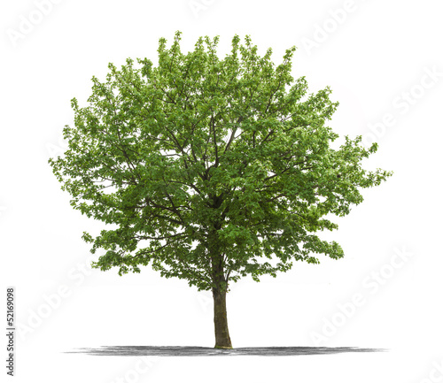 Photo: Arbre sur fond blanc Arbre sur fond blanc