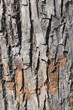 Tree trunk