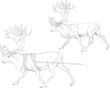 running reindeer