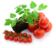 Photo: Strauchtomaten Strauchtomaten