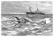 Giant Calamari - Calmar Géant