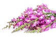 pink broom flowers
