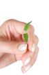 Photo: Life in hands Life in hands