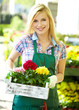 Florists woman working with flowers at a greenhouse.