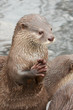 Foto: Small-clawed otter portrait Small-clawed otter portrait