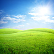 Field Of Fresh Grass