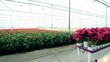 gerberas on transport for further finishing