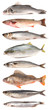 Fish collection