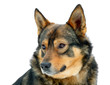 Dog isolated on white background