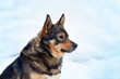 Dog siting in snow