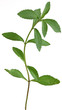 Rebaudiana