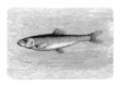 Fish : Herring - Hareng