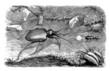 2 Insects : Beetles - Coléoptères