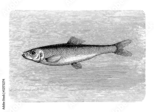 Illustration: Fish : Herring - Hareng Fish : Herring - Hareng