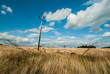 old powe pole on the summer field
