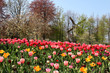 Holland windmills and tulips