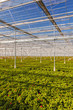 Geranium plants in a greenhouse